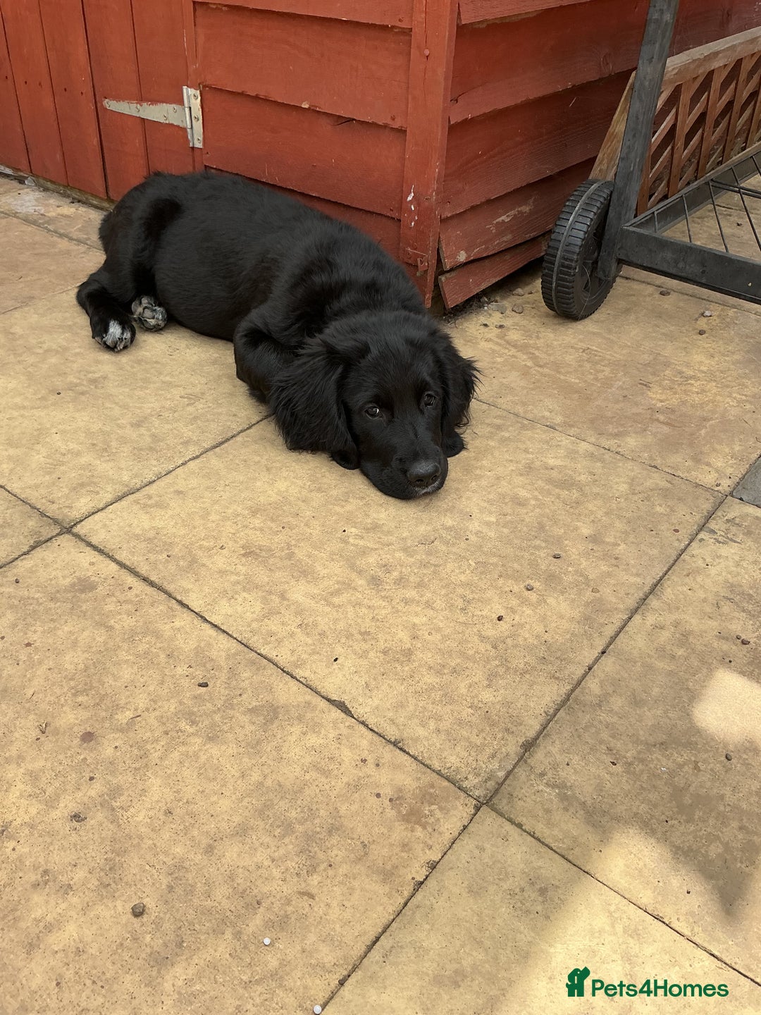 Mixed Breed dogs for sale: Spangold retrievers in Stourport-on-Severn - Image 8