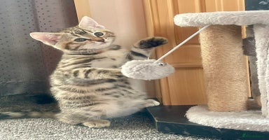 Domestic Shorthair cats - Advert 12