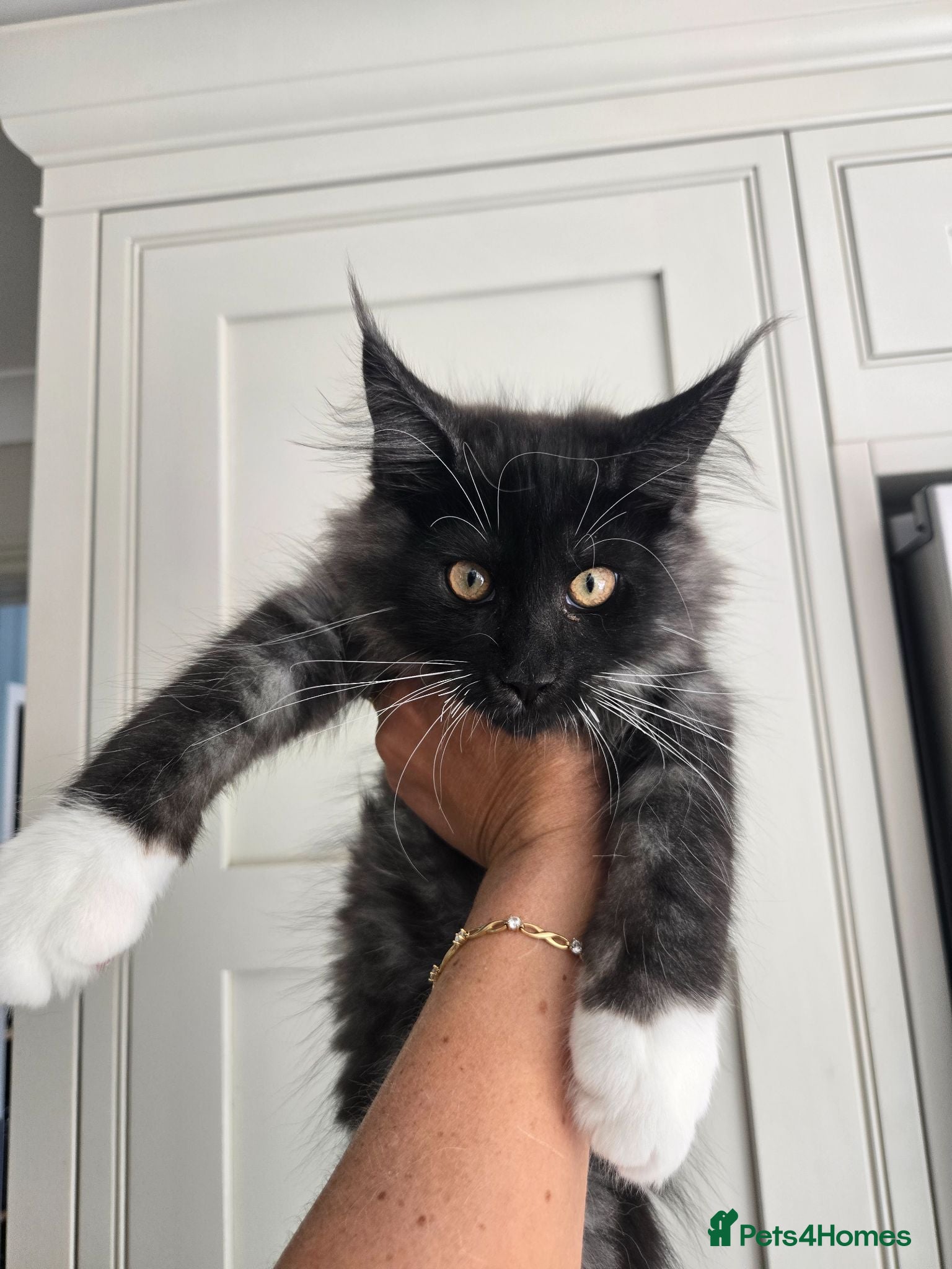 Maine Coon cats Ready now - stunning gccf maine coons  - Advert 6