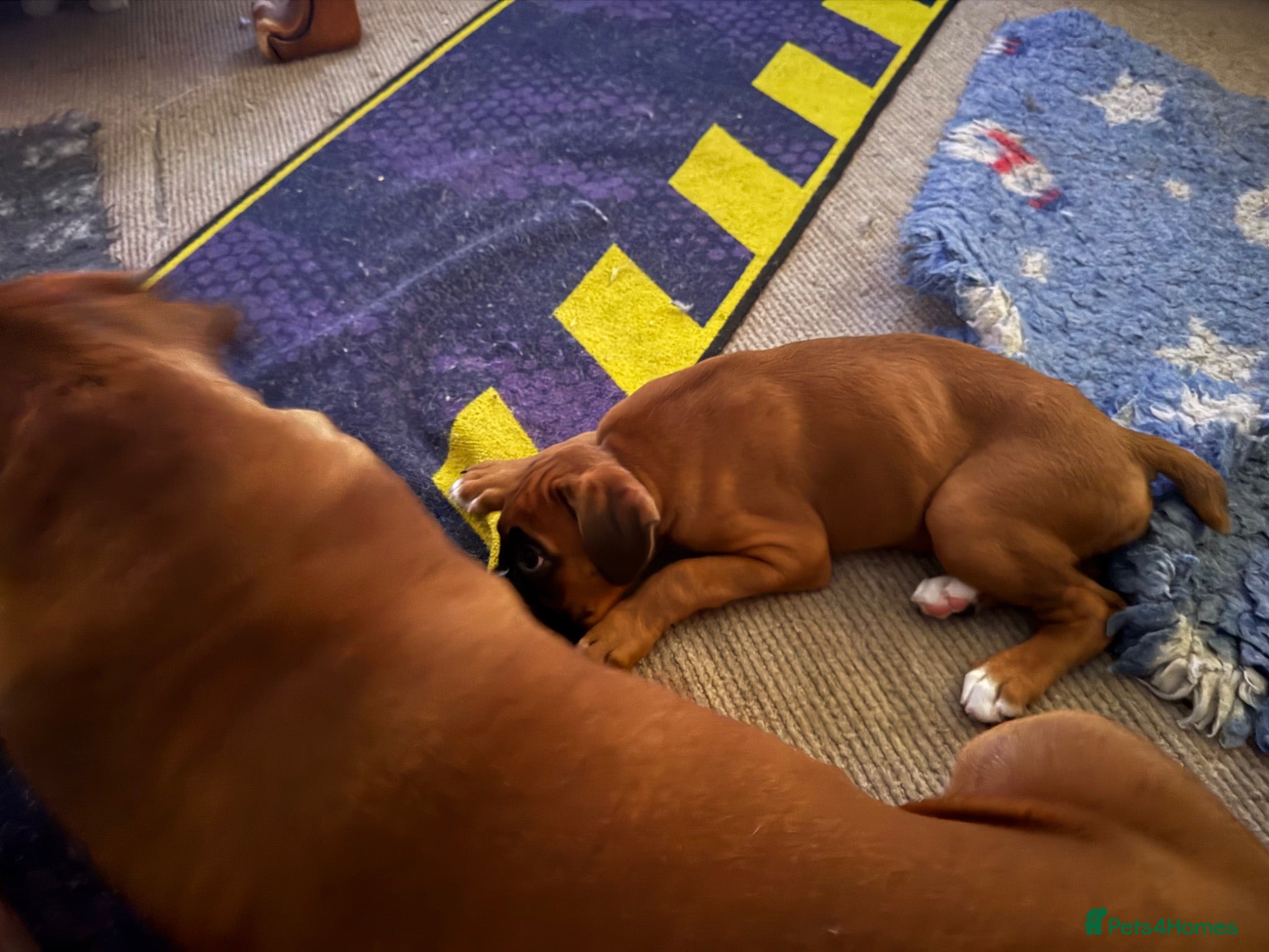 Boxer dogs charthaihen boxers - Advert 6