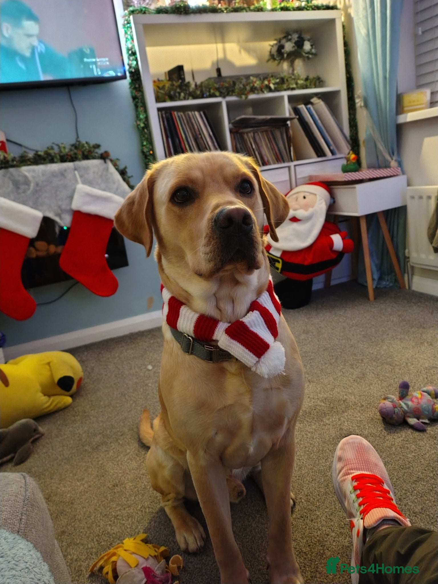Labrador Retriever dogs Available for stud. Nearly 2 years old. So placid - Advert 1