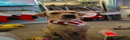 Labrador Retriever dogs for stud: Available for stud. Nearly 2 years old. So placid - Advert 31