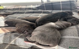 Shar Pei dogs for sale: Beautiful Shar peis - Image 6