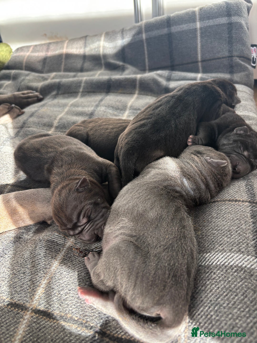 Shar Pei dogs for sale: Beautiful Shar peis - Image 6