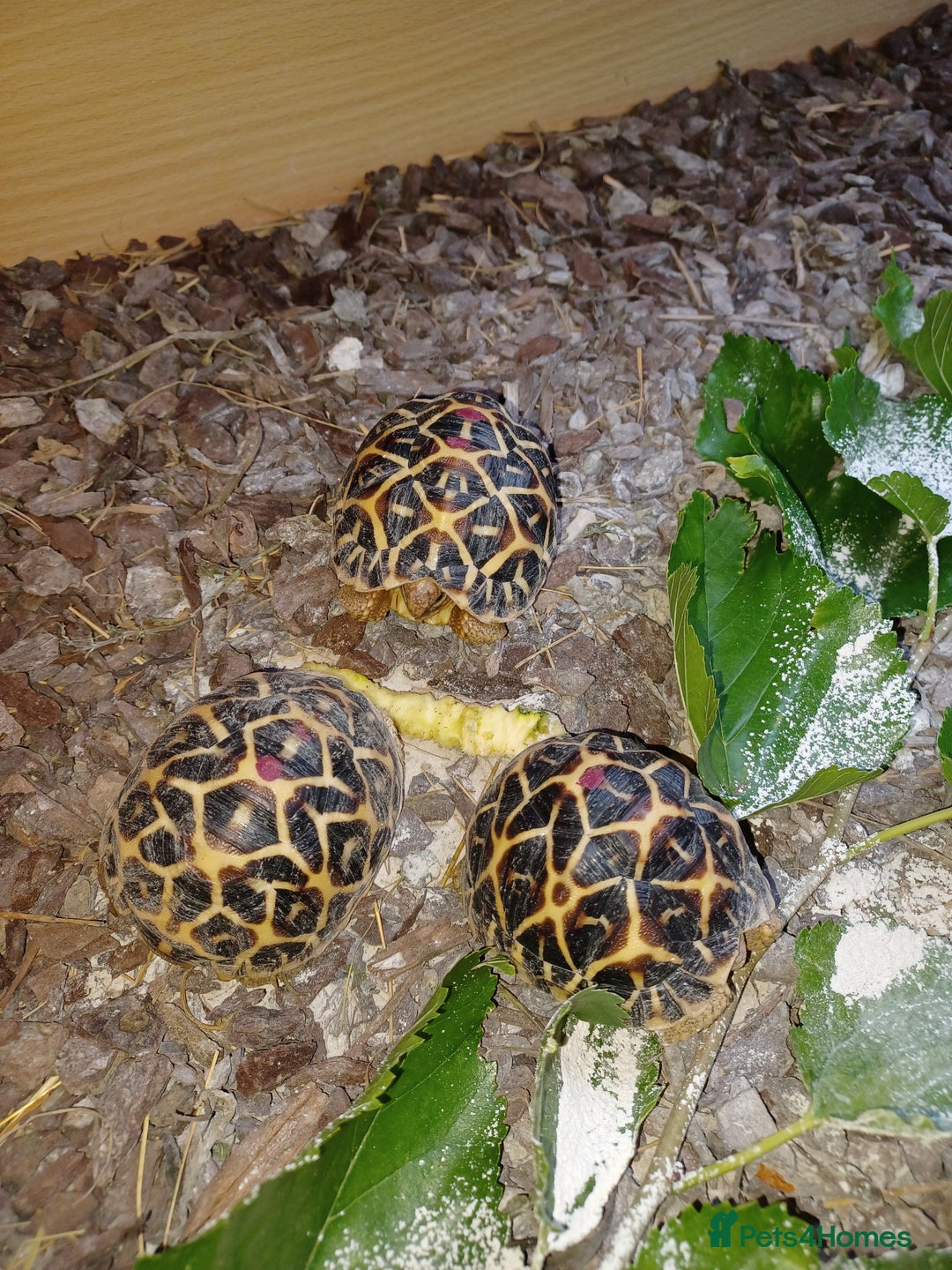 Tortoise reptiles for sale: INDIAN STAR YOUNSTERS UK BRED JULY 2024 - Image 2