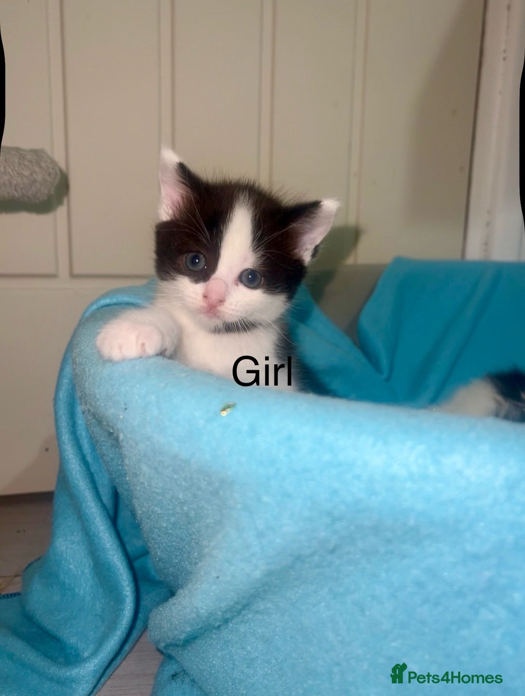 Ragdoll cats for sale: (2 GIRLS LEFT) 3 BiColour Ragdoll Ready in 3Weeks - Image 8