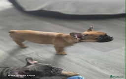 French Bulldog dogs for sale: French bulldog puppies - Image 5