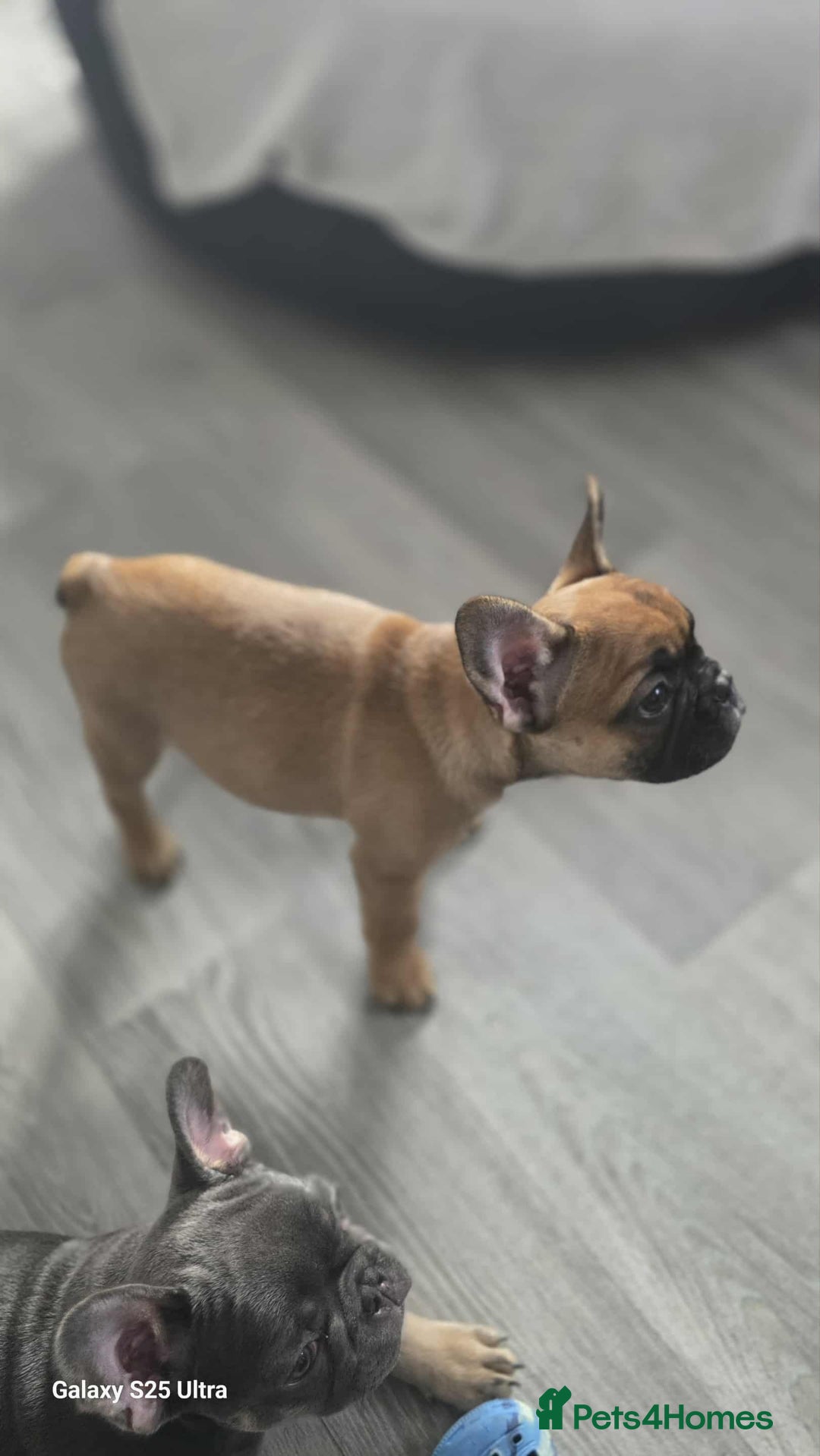 French Bulldog dogs for sale: French bulldog puppies - Image 5