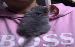 Chinchilla rodents for sale: Rpac chin kits plus starter pack  - Image 2