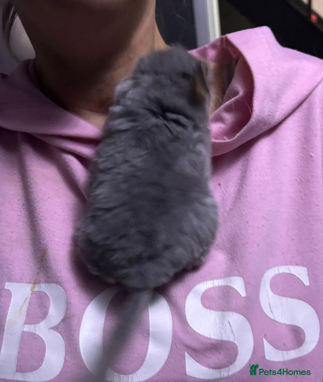 Chinchilla rodents for sale: Rpac chin kits plus starter pack  - Image 2