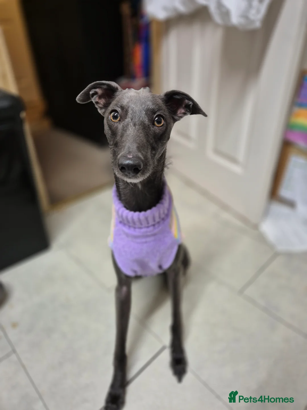 Whippet dogs for sale: 2 year old whippet - Advert 1