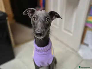 Whippet dogs 2 year old whippet - Advert 4