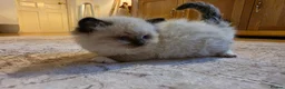 Ragdoll cats for sale: Seal mitted ragdoll kittens ready 26/9 - Advert 19