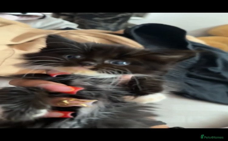 Mixed Breed cats Loveable Kittens - Advert 1