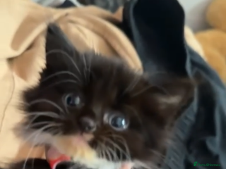 Mixed Breed cats Loveable Kittens - Advert 1