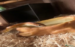Corn Snake reptiles for sale:  Zep the cornsnake - Image 1