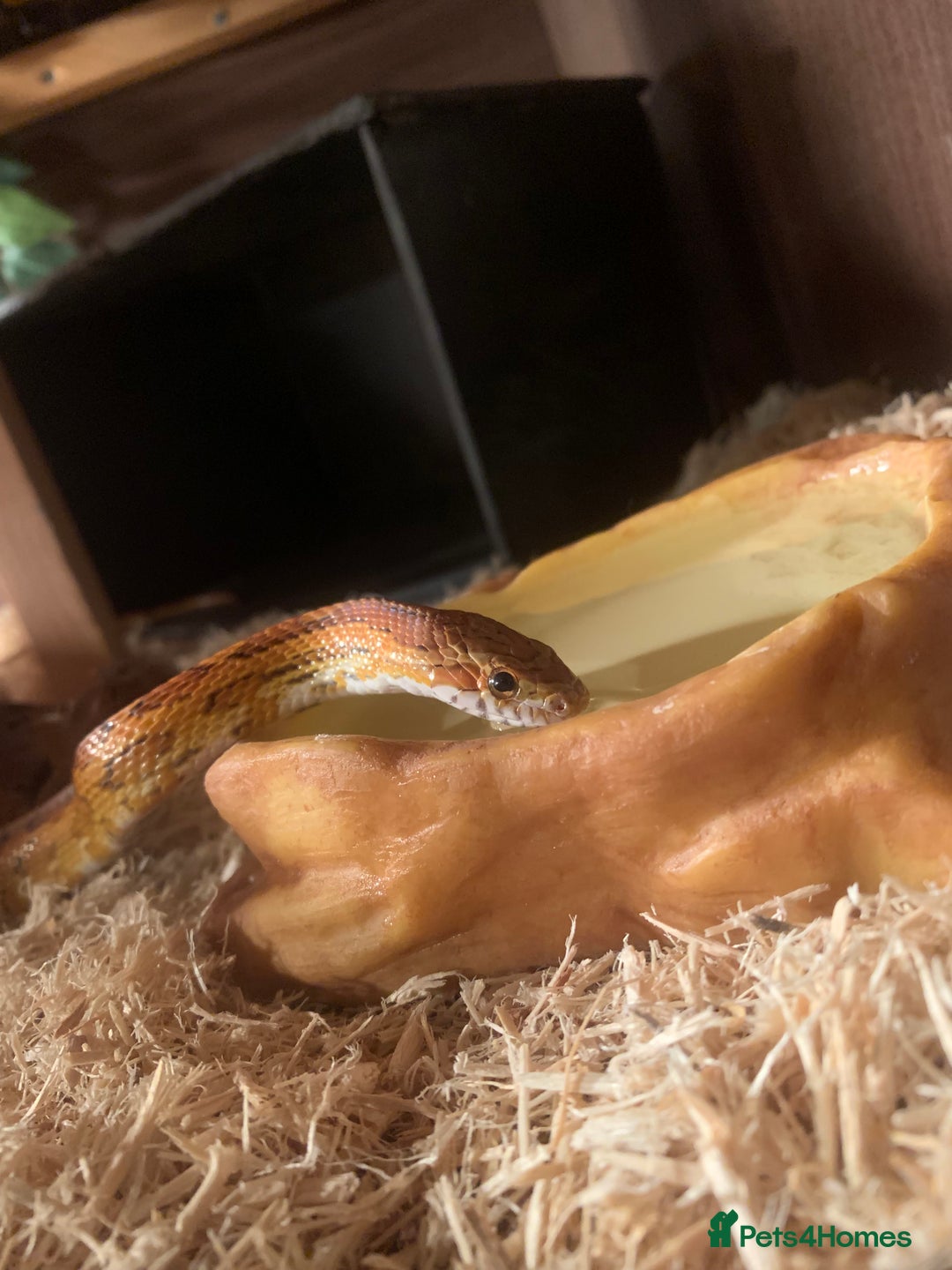 Corn Snake reptiles for sale:  Zep the cornsnake - Image 1