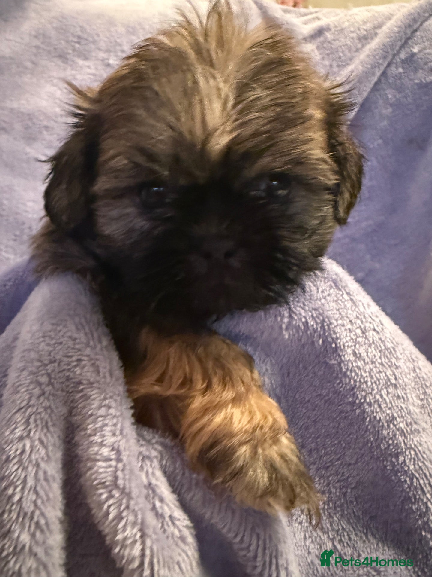 Shih Tzu dogs Stunning Healthy Shihtzu BOYS Kc registered  - Advert 1