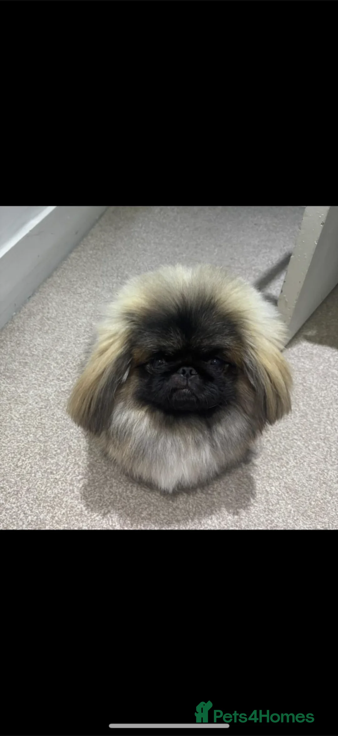 Pekingese dogs for stud: KC registered Pekingese stud available Essex 🐾 in Chelmsford - Advert 2