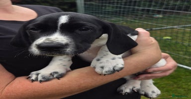 Mixed Breed dogs - Advert 18