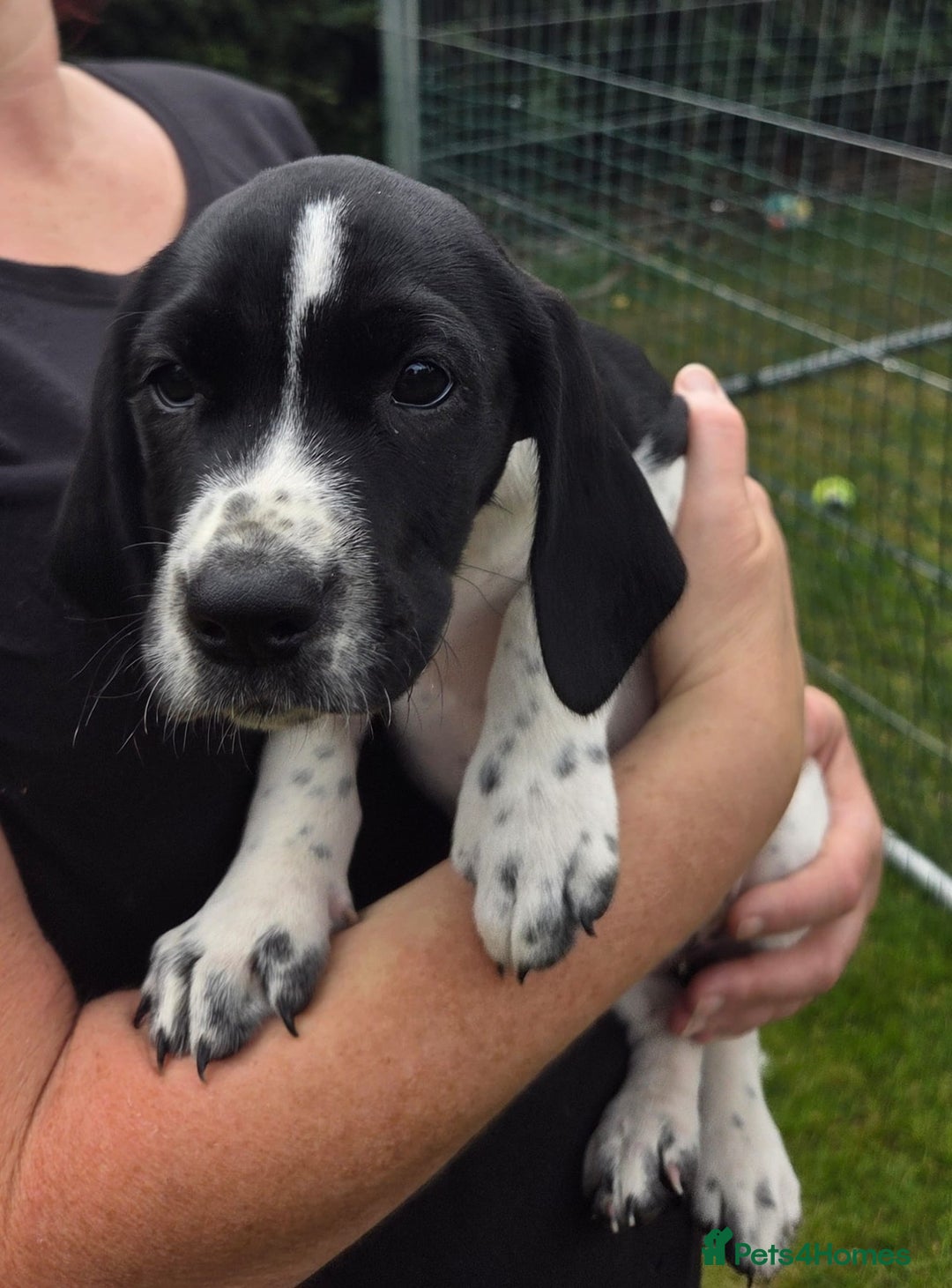 Mixed Breed dogs for sale: One girl puppy Cocker Spaniel cross Bassett hound - Image 2