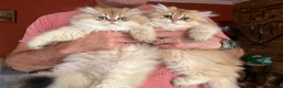 British Longhair cats for sale: Show Quality Golden BLH chinchillas - Advert 1