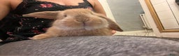 French Lop rabbits for sale: Little bunny’s  - Advert 7
