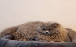 British Longhair cats for sale: TICA Beautiful Blue British Longhair Female - Image 27