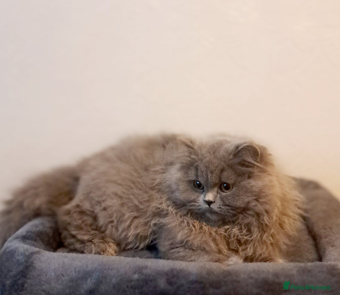 British Longhair cats for sale: TICA Beautiful Blue British Longhair Female - Image 27