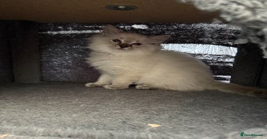 Ragdoll cats - Advert 10