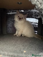 Ragdoll cats - Advert 10