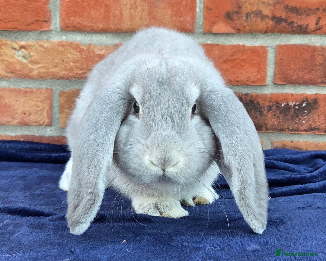 French Lop rabbits for sale: Beautiful French Lops - Image 4