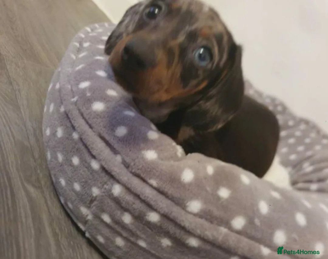 Miniature Dachshund dogs for sale: Miniature dachsund - Advert 3