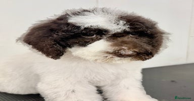 Labradoodle dogs - Advert 2