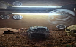Corn Snake reptiles for sale: Corn snake  - Image 2