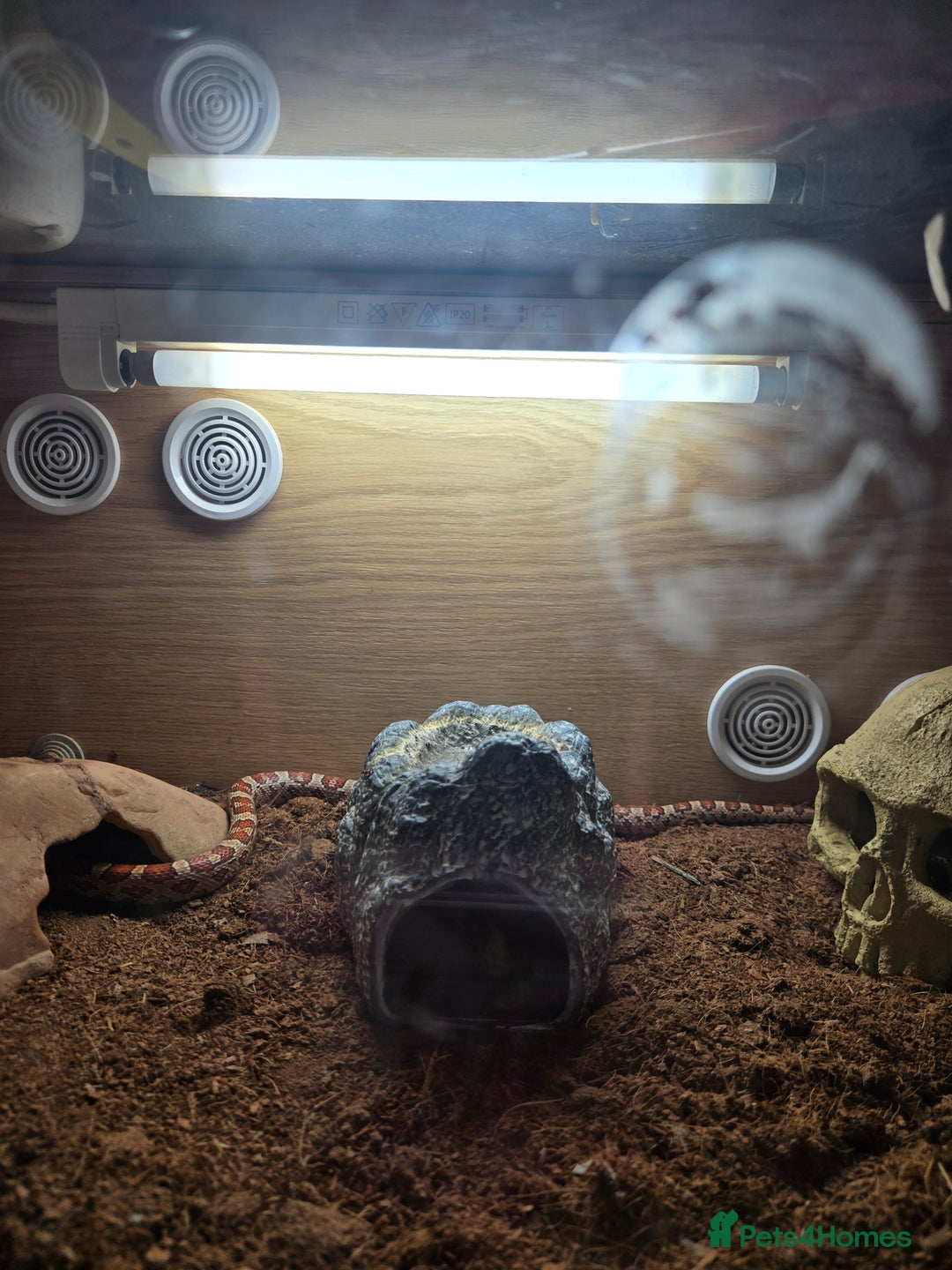 Corn Snake reptiles for sale: Corn snake  - Image 2