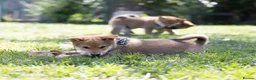 Japanese Shiba Inu dogs for sale: Outstanding original Japanese Shiba Inu puppies  - Advert 6