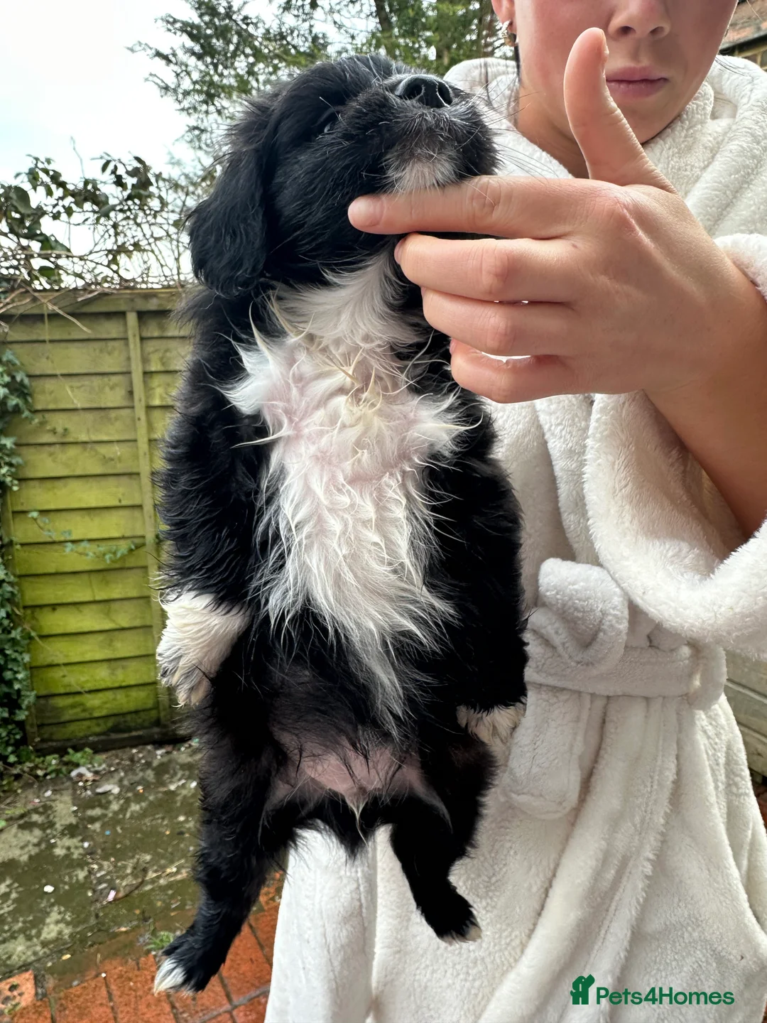 Mixed Breed dogs for sale: Pom X Cocker spaniel  in Cranbrook - Advert 4