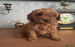 Toy Poodle dogs for sale: Red Toy poodle  - Image 6