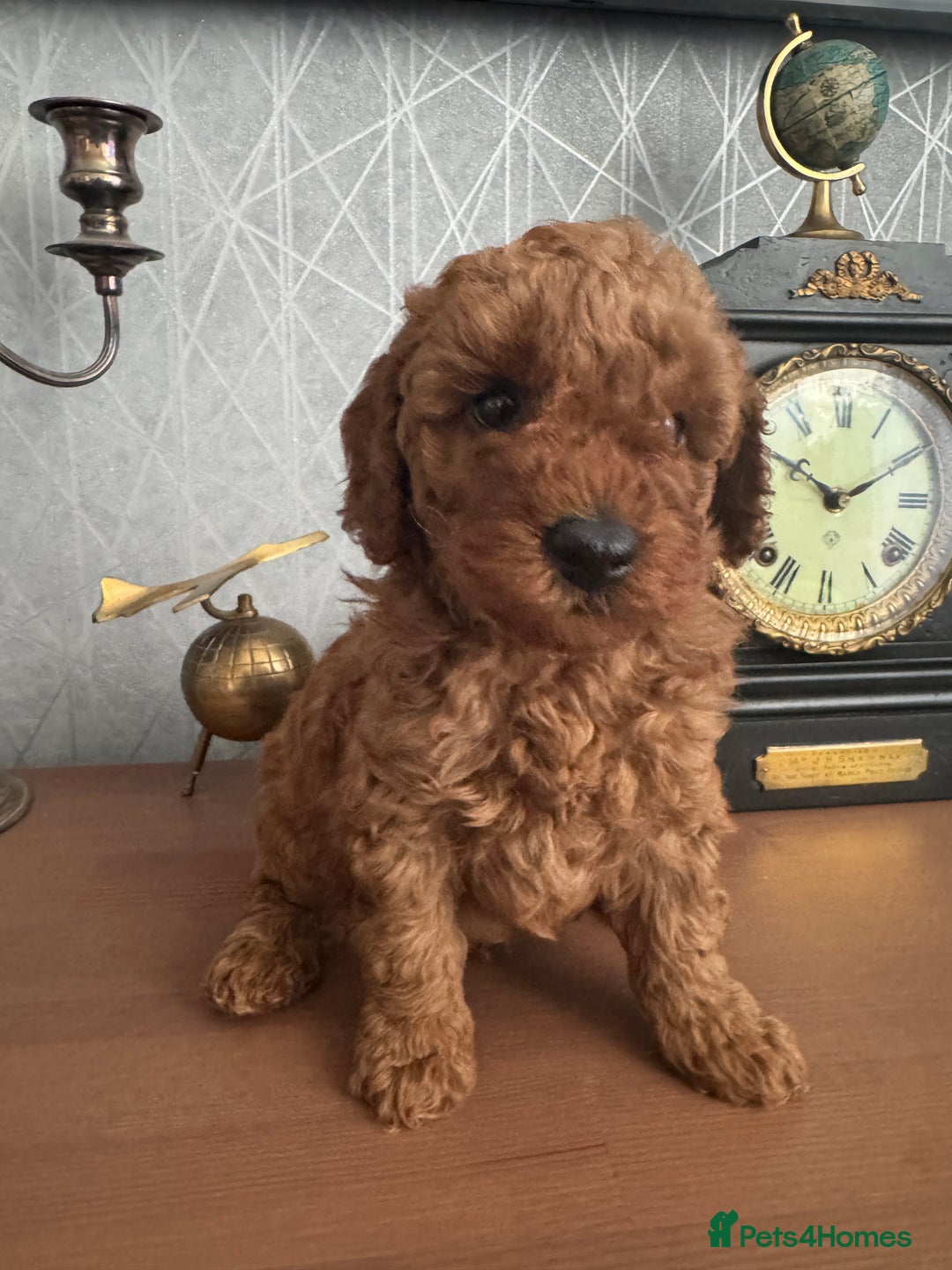 Toy Poodle dogs for sale: Red Toy poodle  - Image 6