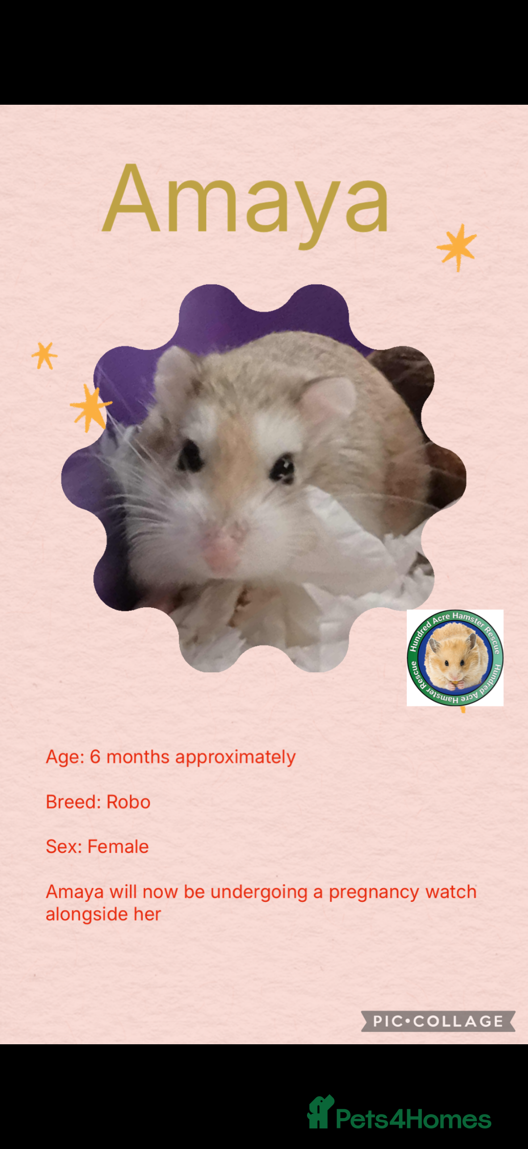 Hamster rodents for sale: Hamsters  - Advert 17