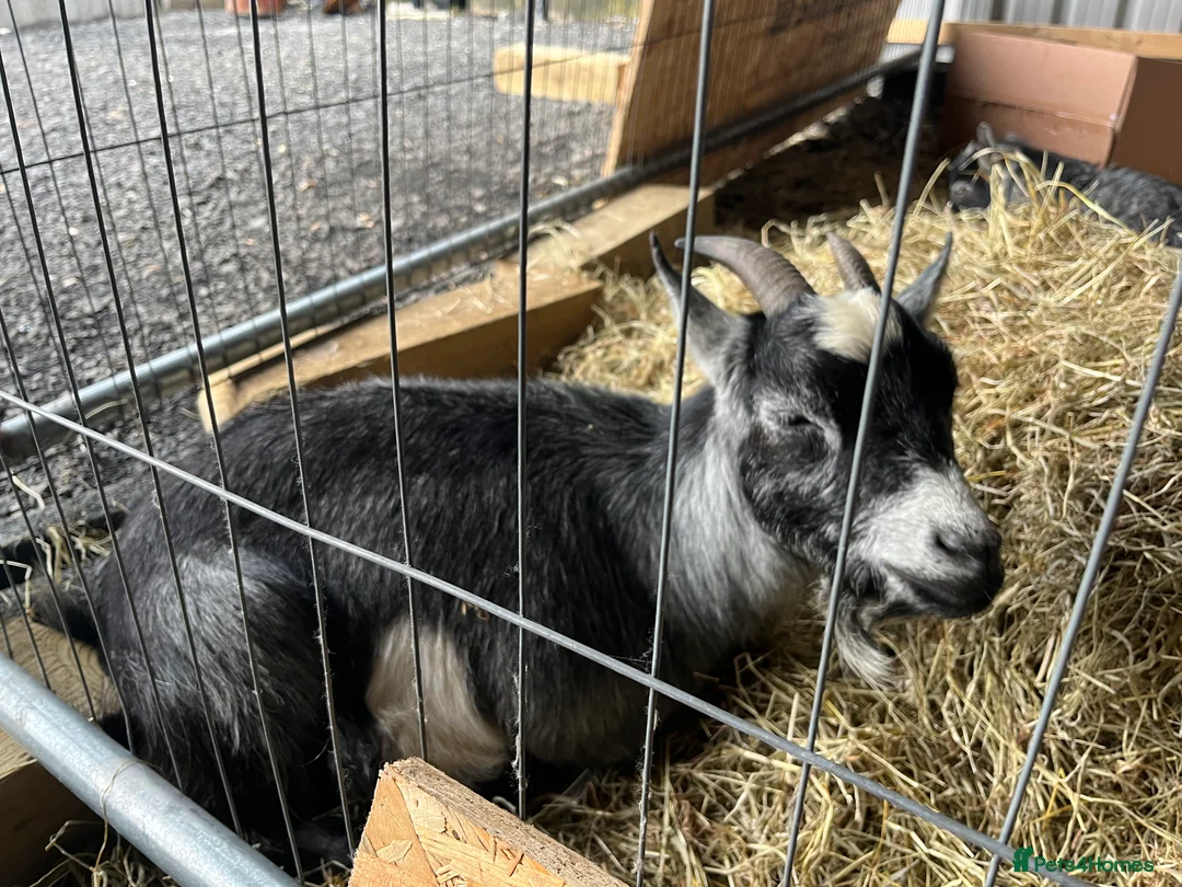 Goats livestock for sale: 2 small Pygmy goats  - Advert 2