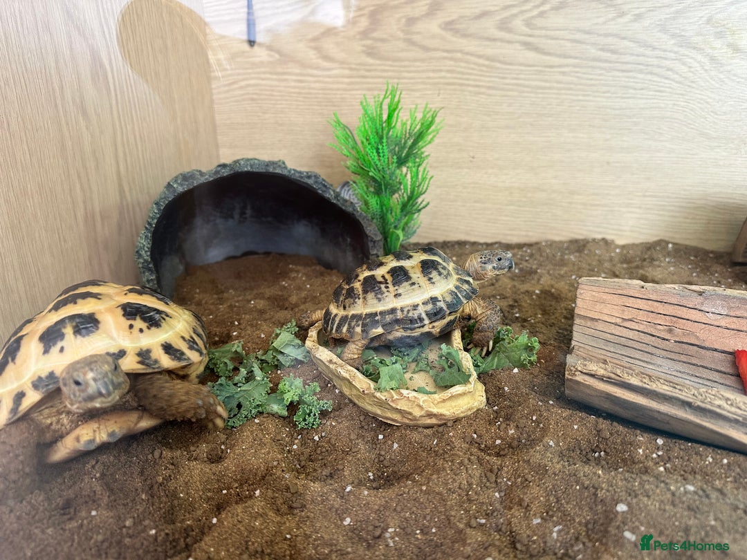 Tortoise reptiles for sale: 2 x Horsefield Tortoises - Image 8