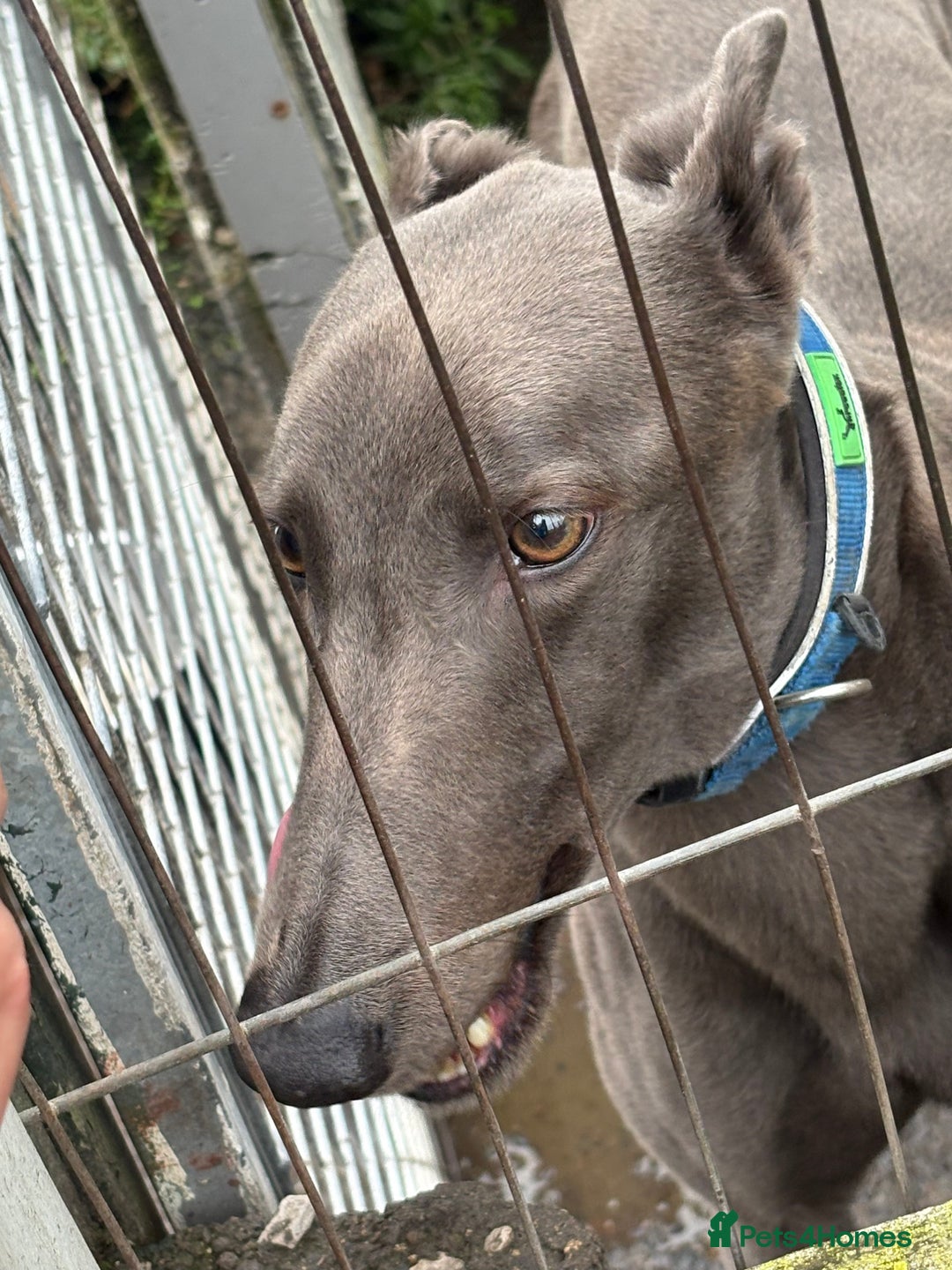 Greyhound dogs for sale: Retired Greyhounds  - Image 7