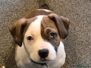 Mixed Breed dogs 13 week old boy pup - Advert 4