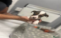 Jack Russell dogs for sale: 5 jack Russel puppies  - Image 17