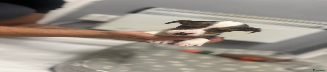 Jack Russell Puppy 1