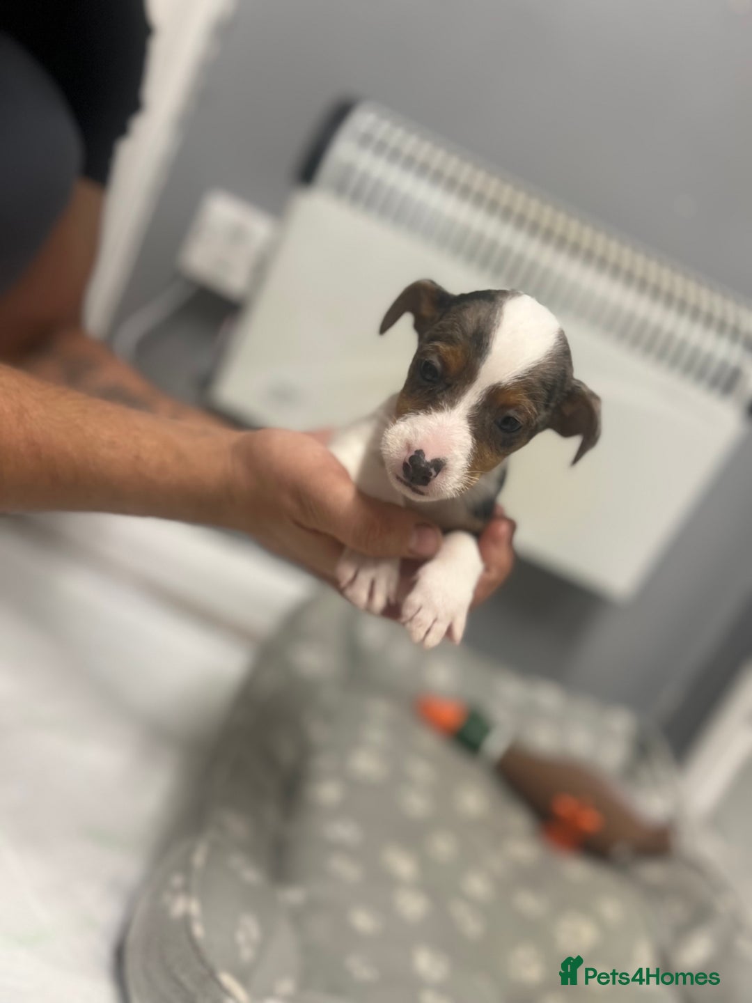 Jack Russell dogs for sale: 5 jack Russel puppies  - Image 17