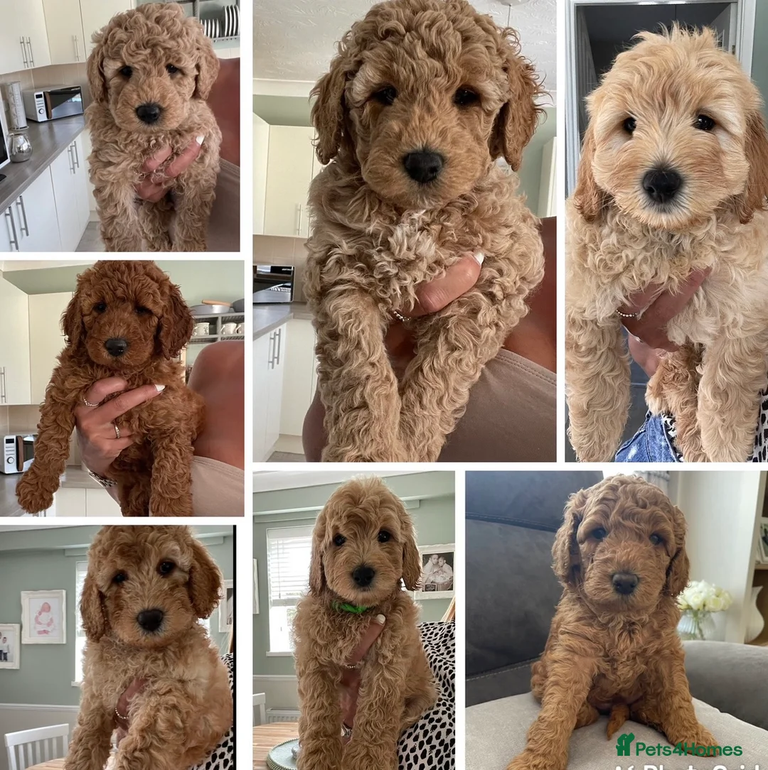 Labradoodle dogs for stud: Australian Labradoodle Stud (Health Tested) in Great Yarmouth - Advert 21