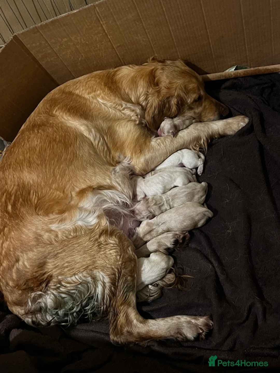 Golden Retriever dogs for sale: KC Registered Puppies - Advert 2